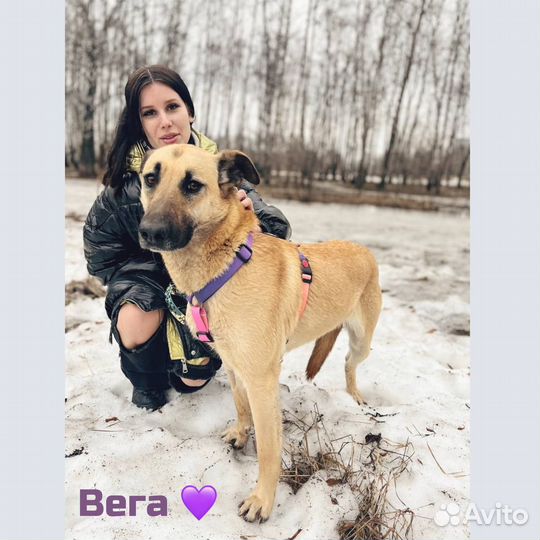 Собака в добрые руки