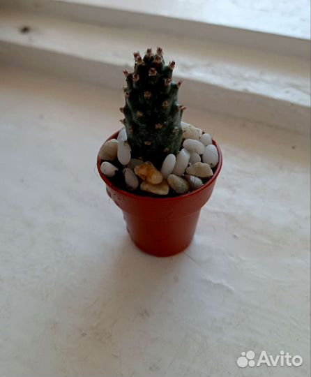 Кактус опунция диодемата инермис