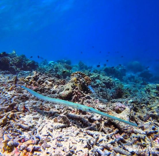 Экшн камера Rekam