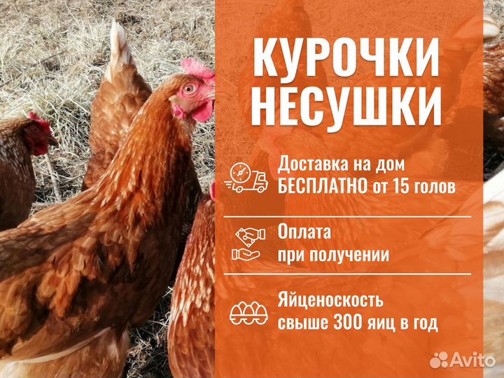 Куры несушки с доставкой