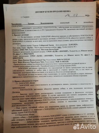 Сибирский хаски