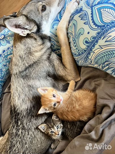 Котята ищут дом