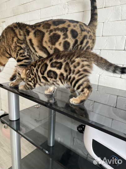 Бенгальский котенок мальчик