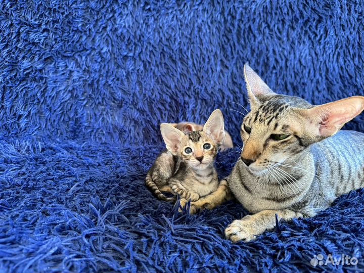 Ориенталы от титулованных родителей с документами