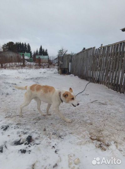 Собака в добрые руки