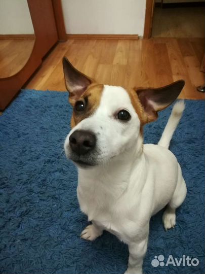 Джек Рассел терьер