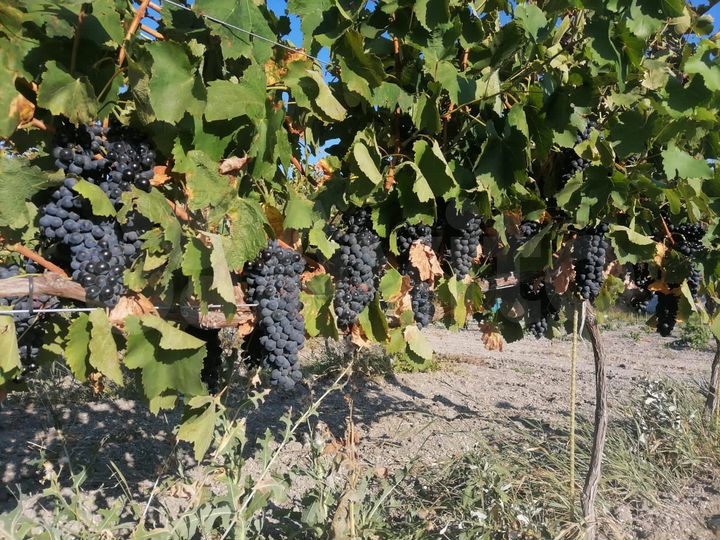 Участок 10 га (СНТ, ДНП)