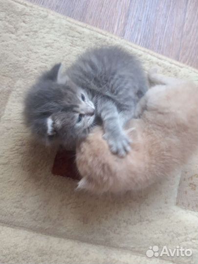 Кошка в дар бесплатно