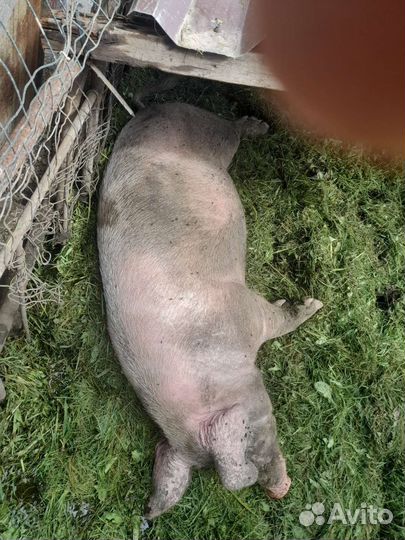 Хряк на племя