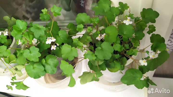 Цимбалярия