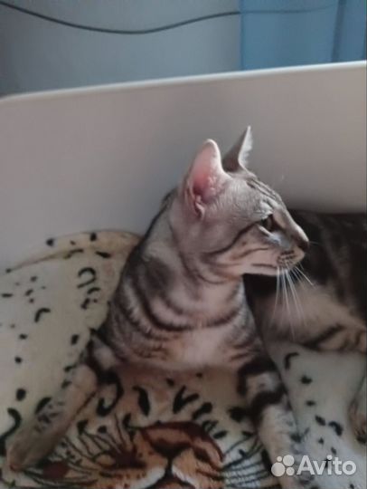 Продается котик Ориентал