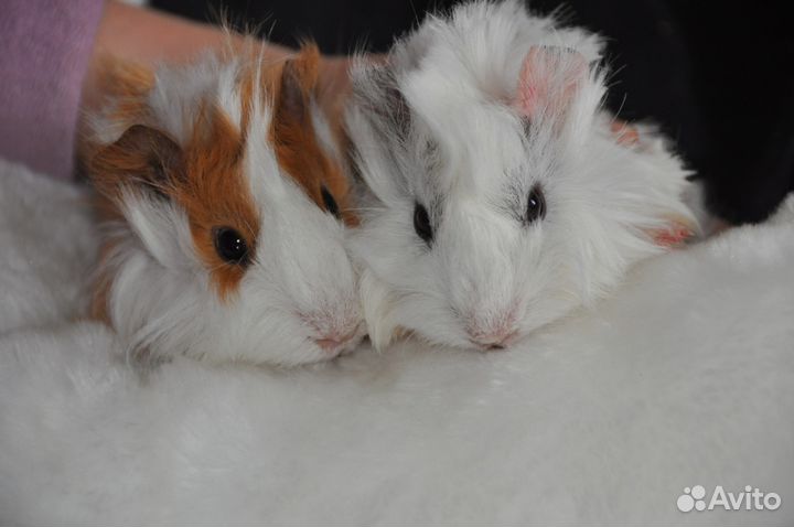 Морские свинки