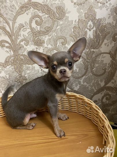 Чихуахуа мини мальчик
