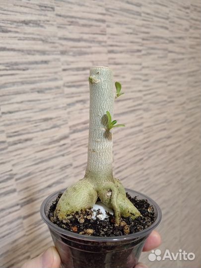 Адениум бонсай