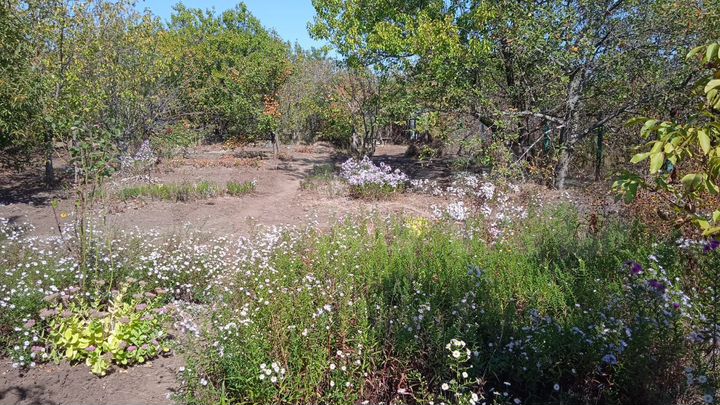 Участок 6 сот. (СНТ, ДНП)