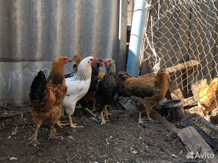 Куры молодые