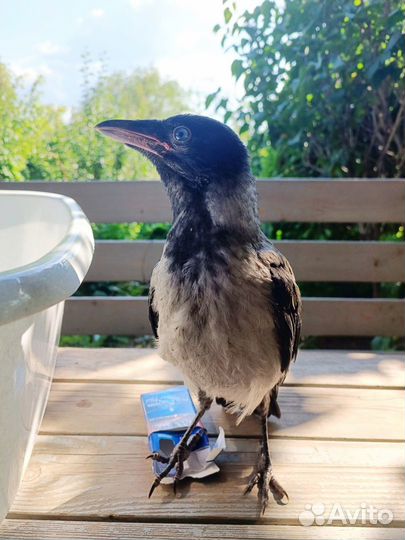 Птенец вороны