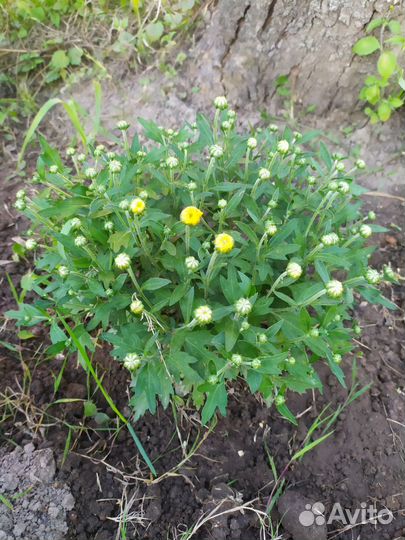 Хризантемы мультифлора