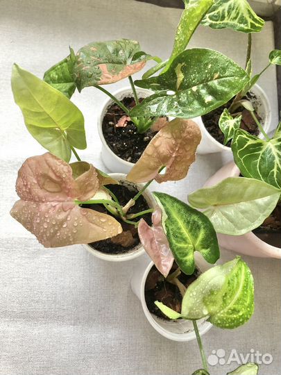 Сингониумы сортовые