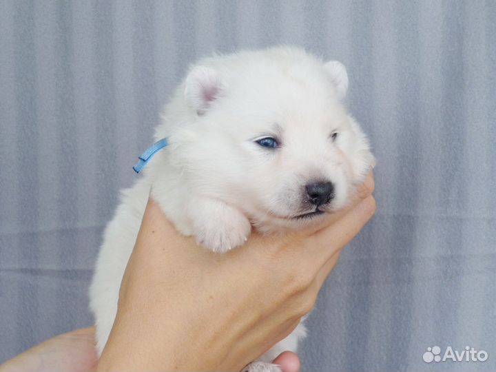 авито сургут животные