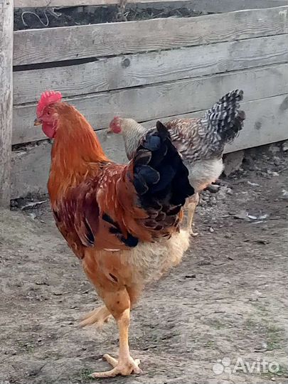Молодые петушки