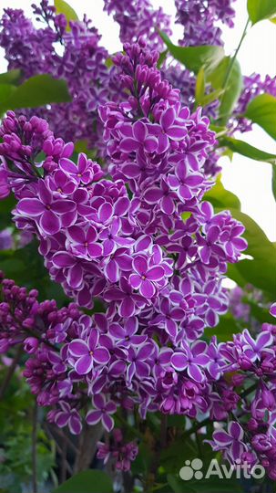 Сирень Сенсация