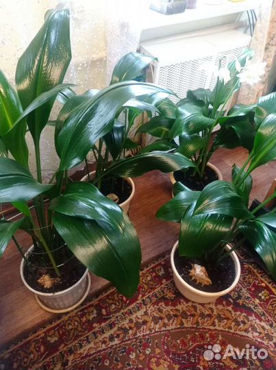 Амазонская лилия цветущая Эухарис