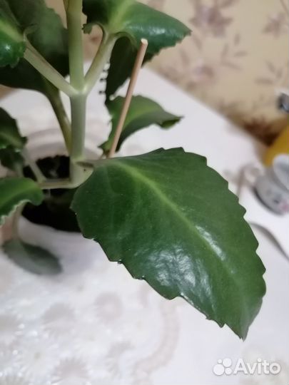 Каланхоэ Дегремона, лечебное