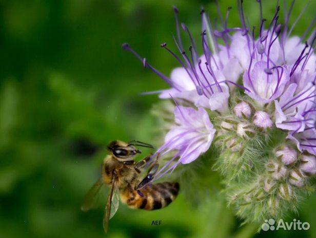 Мед 24 года натуральный опт