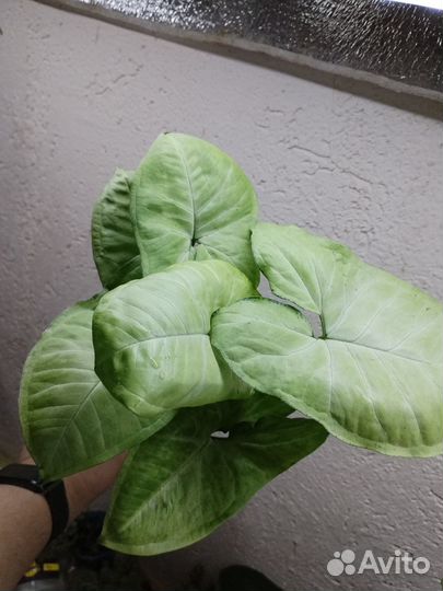 Сингониум Вайт Баттерфляй White Butterfly