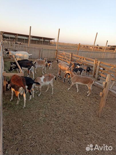 Молочные козы