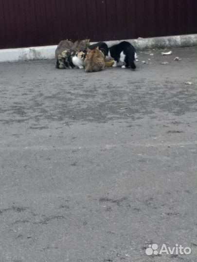 Котята в добрые руки бесплатно