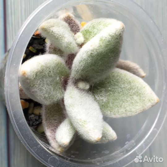 Суккуленты ч 7