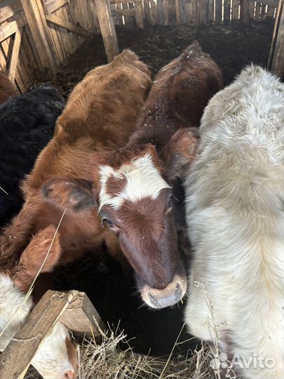 Телята бычки