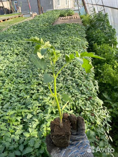 Помидор Турецкий