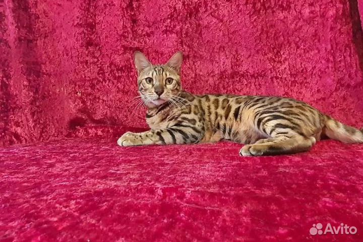 Бенгальский кот