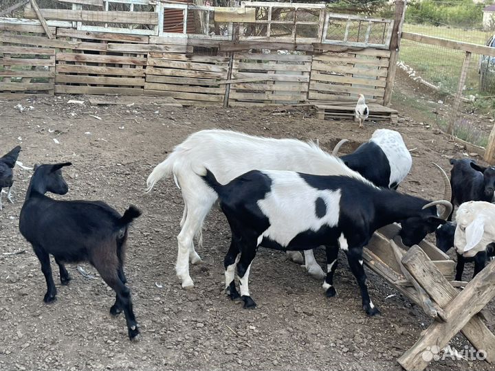Козы дойные