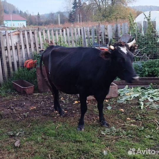 Корова дойная 2 отела