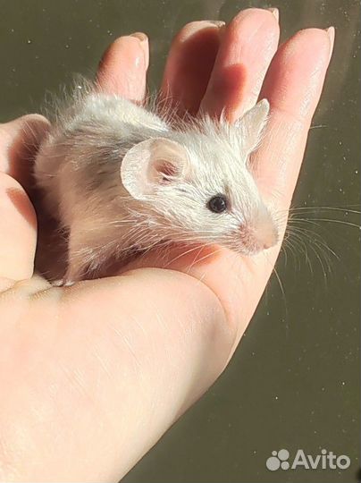 Мышки мальчики