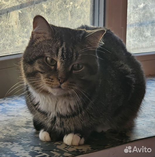 Анатолий