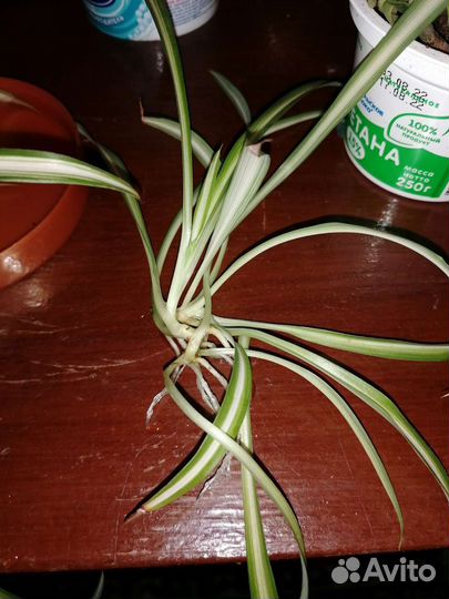 Хлорофитум