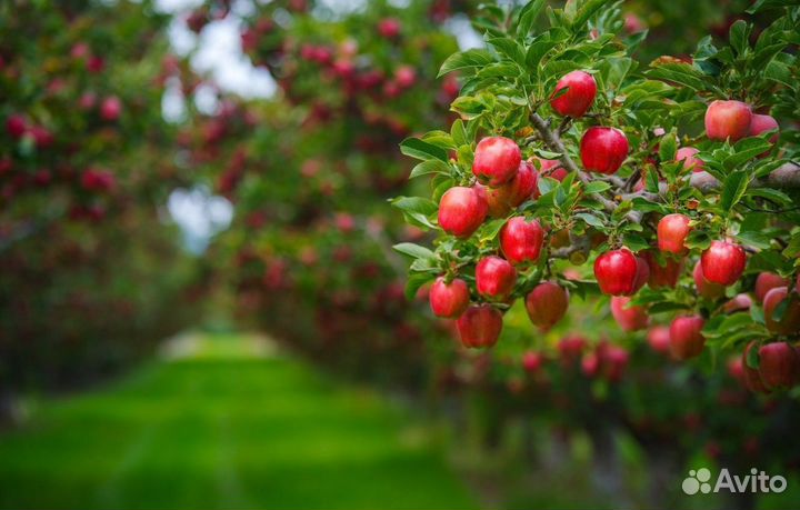 Саженцев плодовых деревьев от производителя
