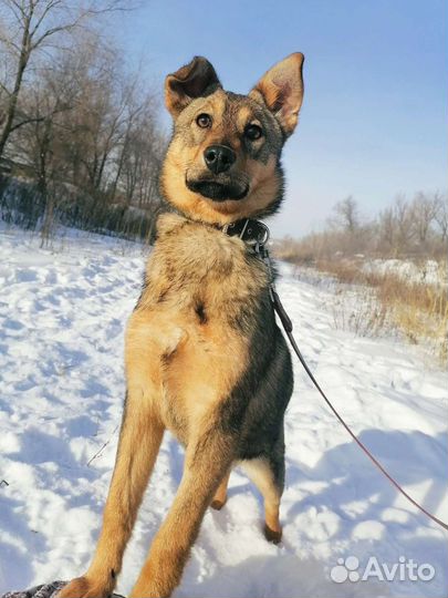 Собака Карла