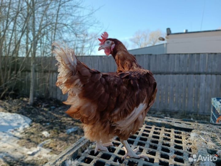 Куры несушки ломан браун
