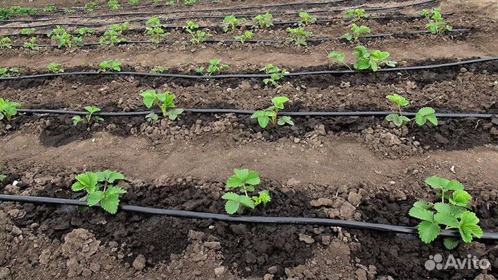 Капельный полив 50м