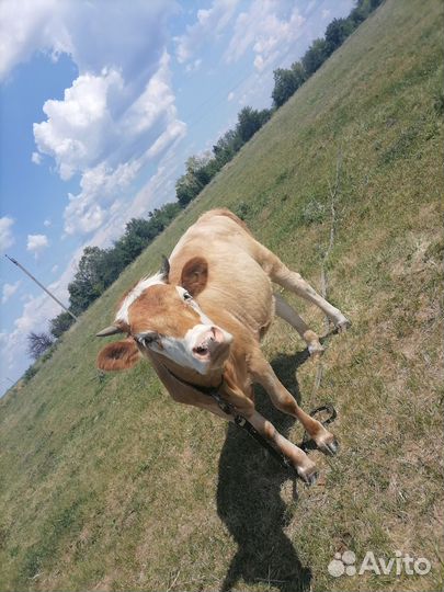 Телята телочки