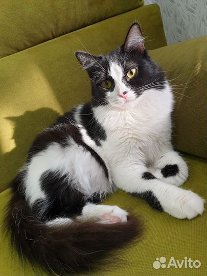 Котенок в добрые руки