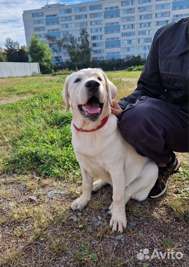 Щенок девочка лабрадора 4мес