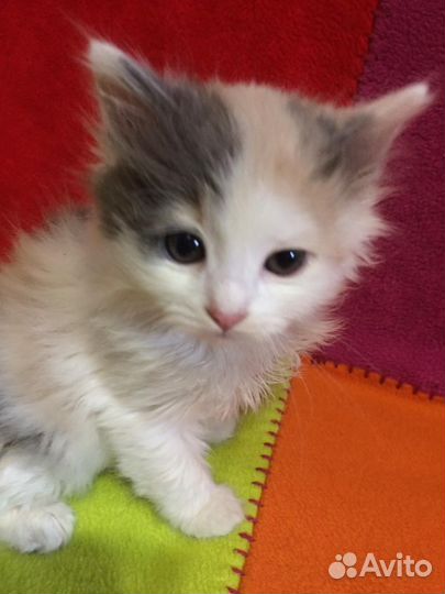 Красивые котята