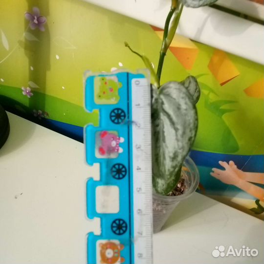 Филодендрон брандтианум